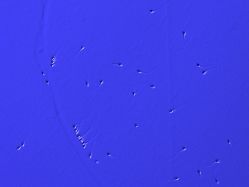PISCI 1
